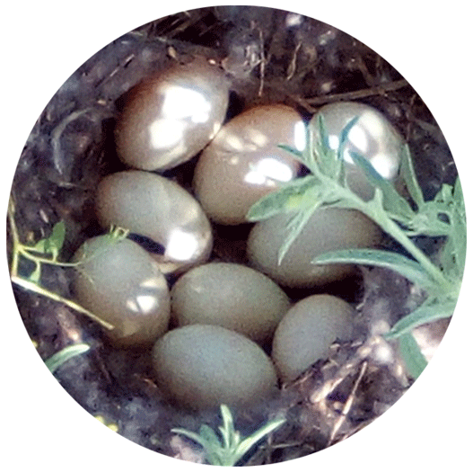 Extra Vierge Biologische Olijfolie - Entre Caminos - Hojiblanca - Family Range