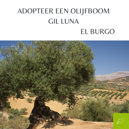Adoptie Olijfboom Gil Luna incl. Prijswinnende Biologische Extra Vierge Olijfolie