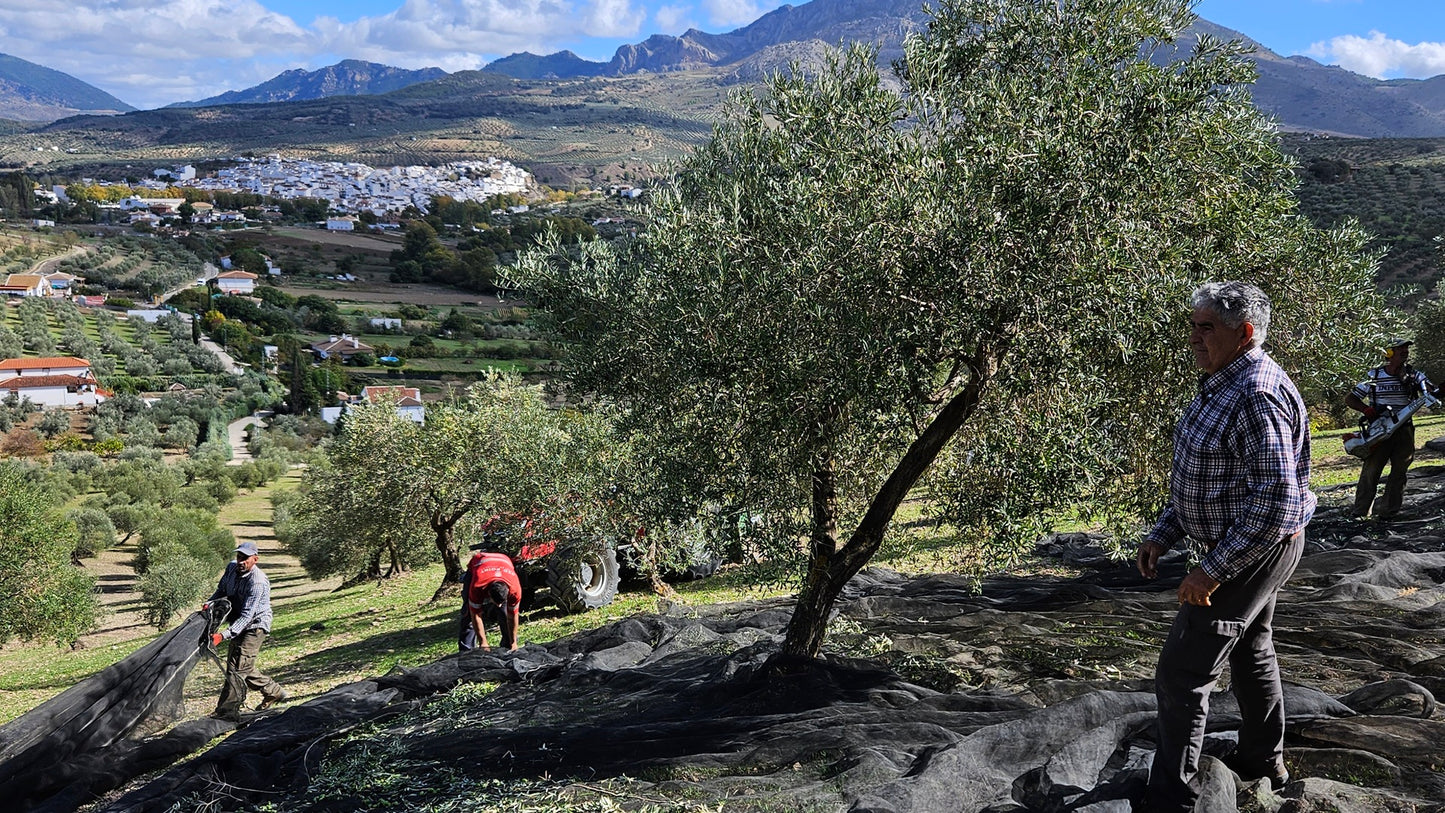 Extra Vierge Biologische Olijfolie - Gil Luna - Hojiblanca, Picual en Zorzaleña