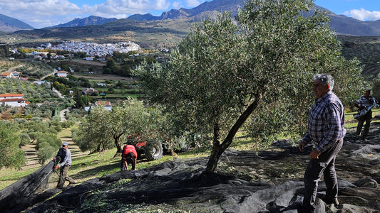 Biologische Extra Vierge Olijfolie - Gil Luna - Hojiblanca, Picual en Zorzaleña