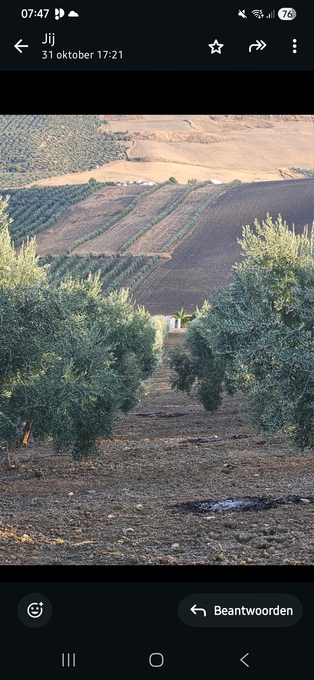 Cadeautip: Adopteer Arbequina olijfboom incl. 2 zendingen x 4x 500ml biologische olijfolie, totaal 4 liter