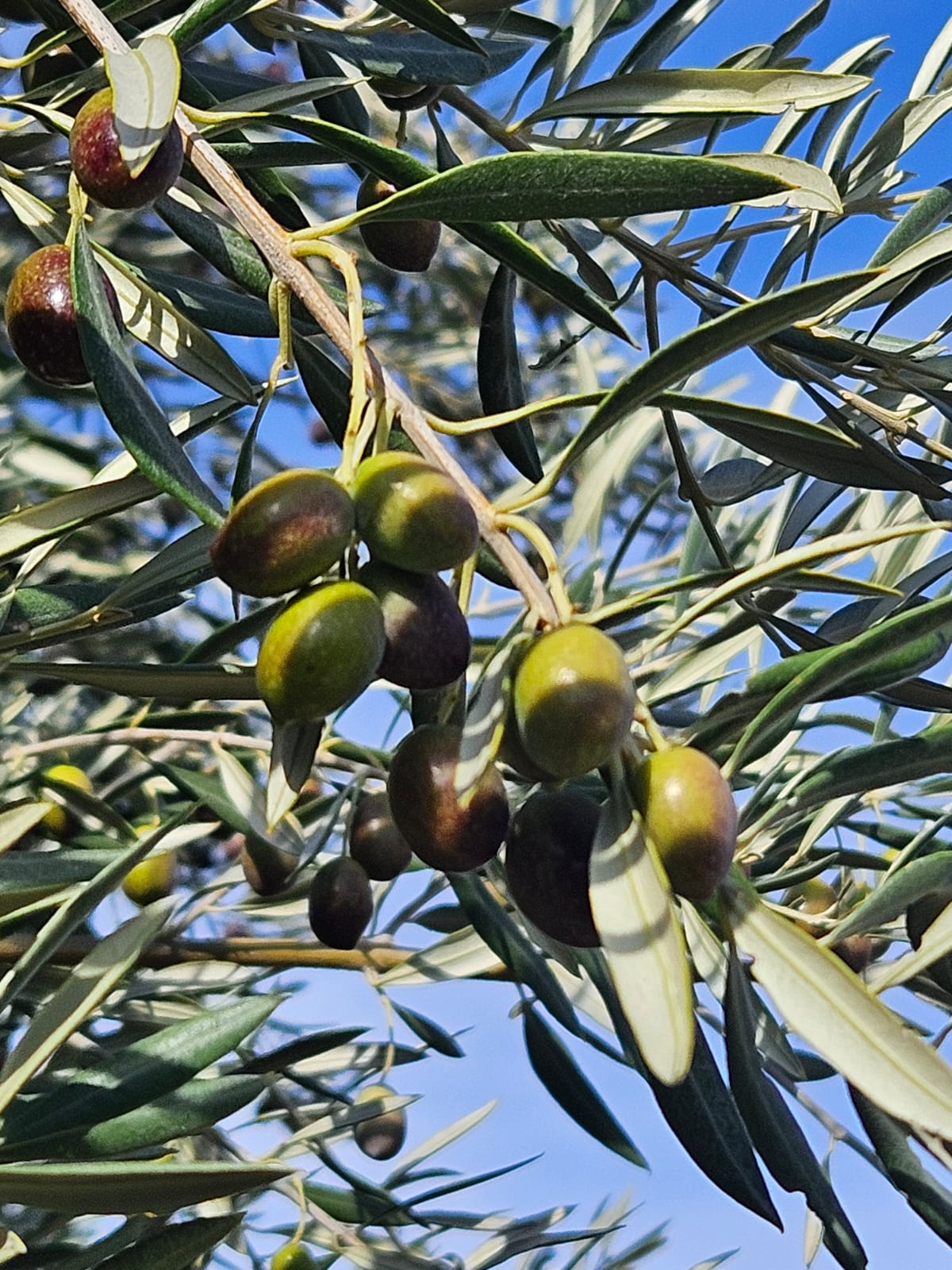 Cadeautip: Adopteer Arbequina olijfboom incl. 2 zendingen x 4x 500ml biologische olijfolie, totaal 4 liter